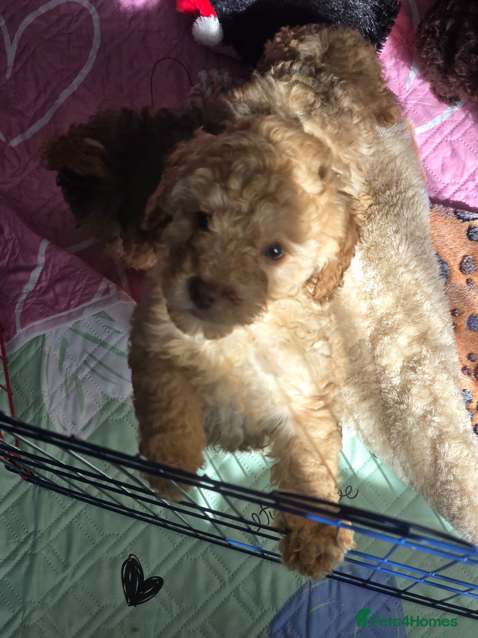 Cockapoo dogs Gorgeous Cockapoo puppies - Advert 10