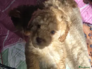 Cockapoo dogs Gorgeous Cockapoo puppies - Advert 10