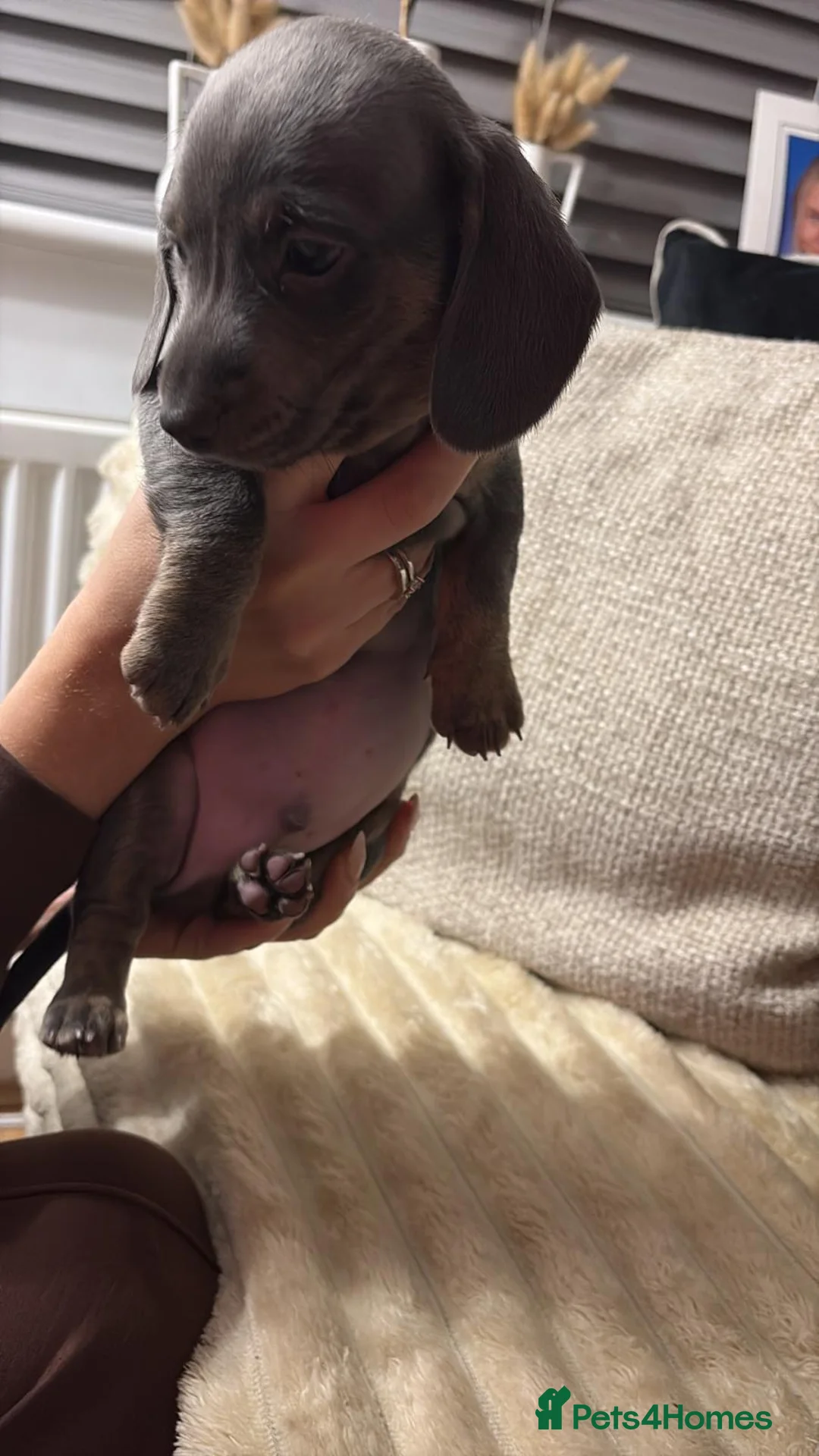 Dachshund dogs for sale: Blue and Tan Dachshunds  - Advert 10