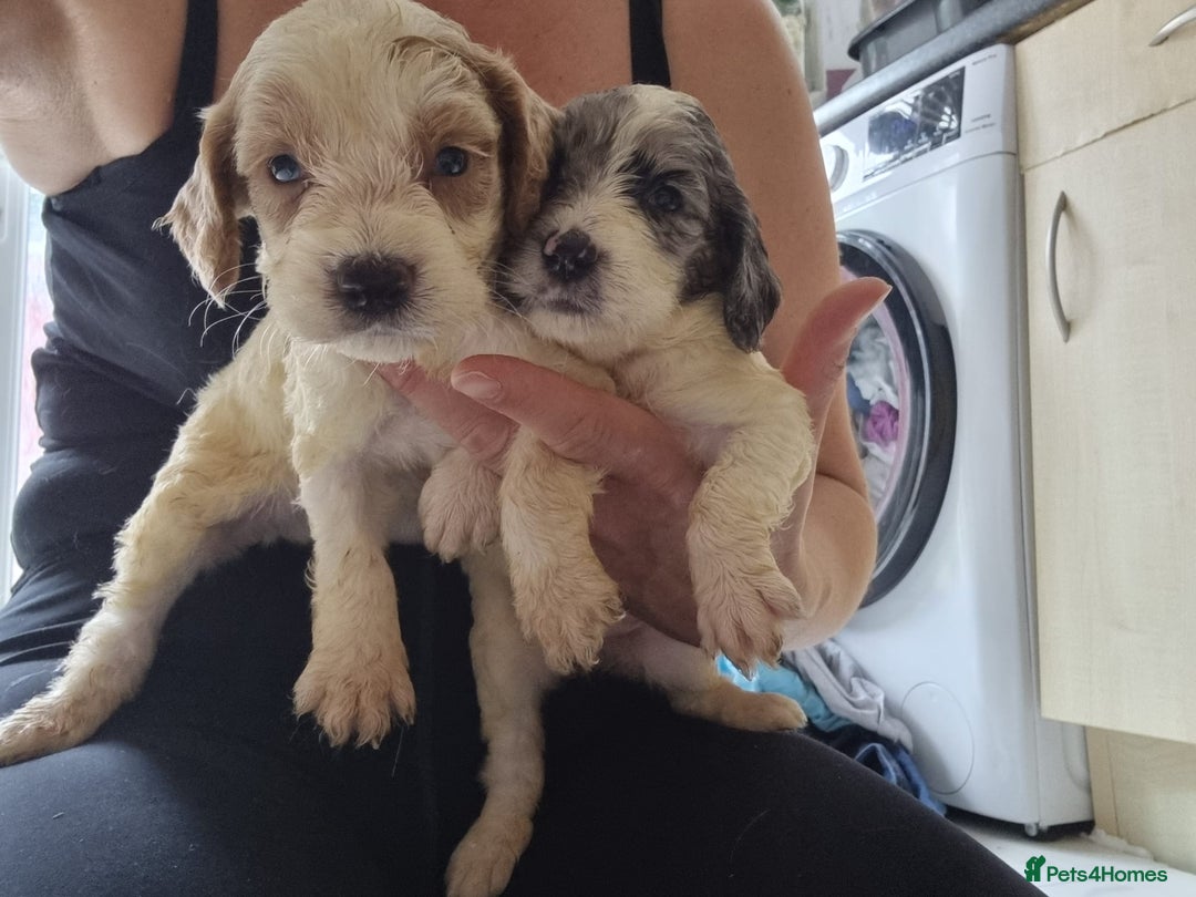Cockapoo dogs for sale: Cockapoo puppies  - Image 19