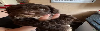 Cockapoo 3