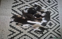 Mixed Breed cats for sale: Sweet kittens - Image 4