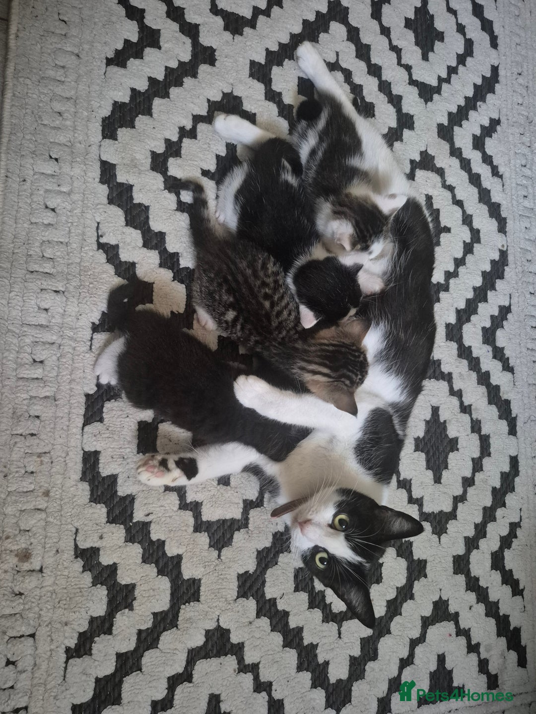 Mixed Breed cats for sale: Sweet kittens - Image 4