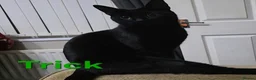 Mixed Breed cats for sale: Free to a good home - Advert 22