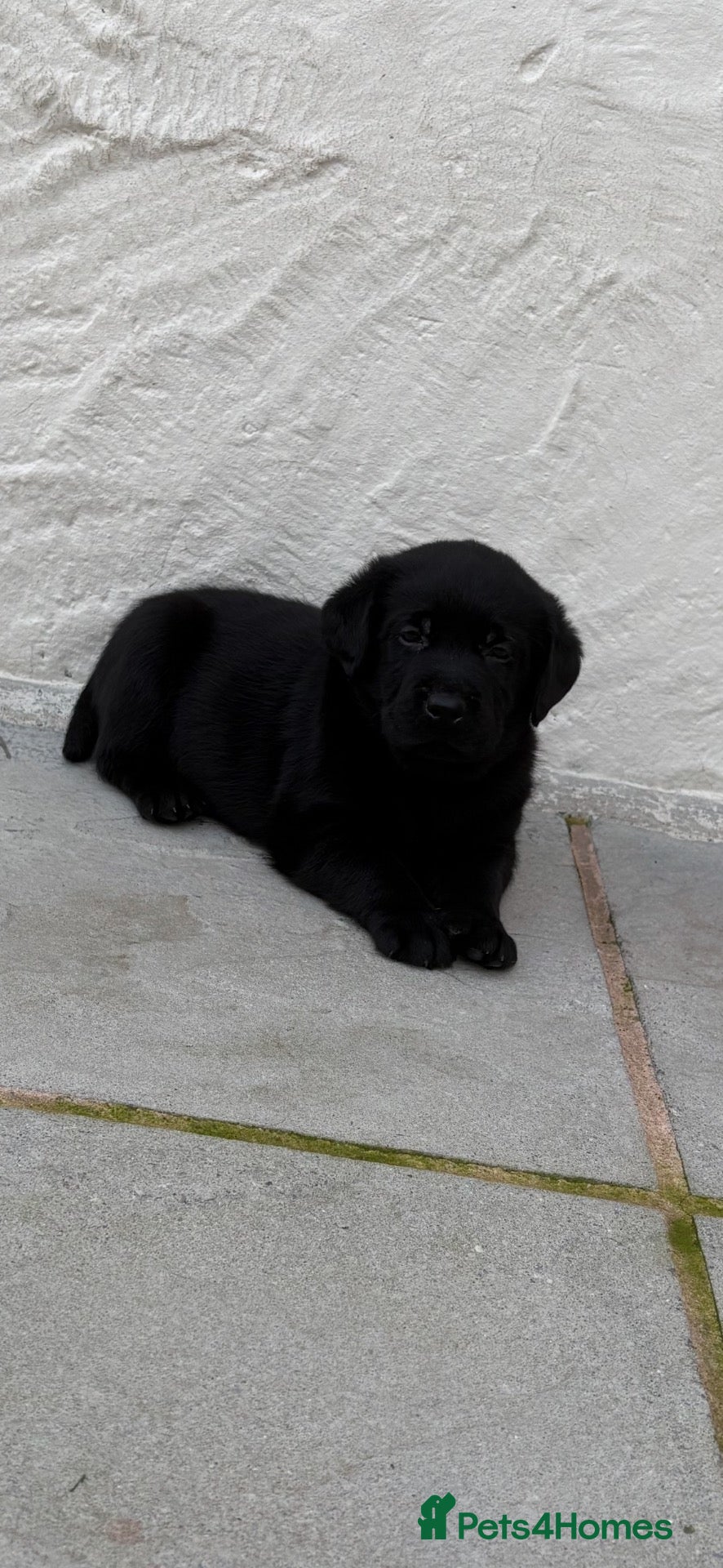 Labrador Retriever dogs Labrador puppies - Advert 1