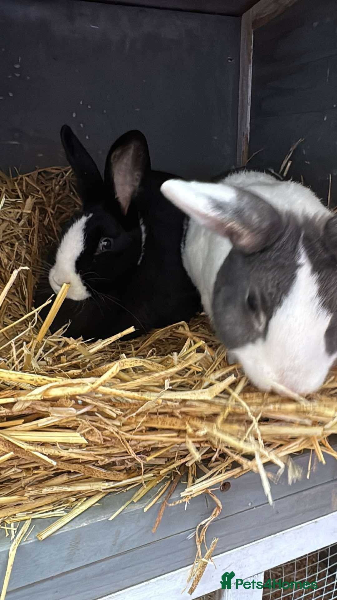 Mixed Breed rabbits for sale: Beautiful rescue rabbits looking for a home  - Advert 5