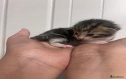 Mixed Breed cats for sale: 5 cute kittens - Image 6