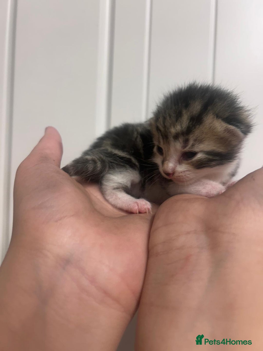 Mixed Breed cats for sale: 5 cute kittens - Image 6
