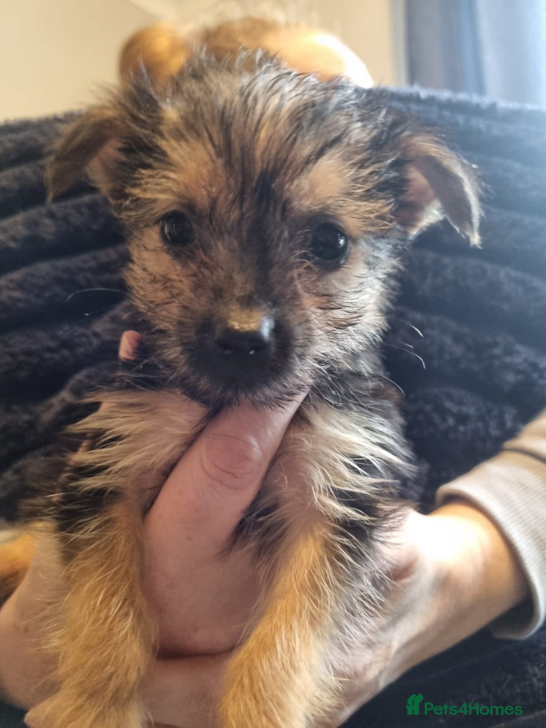 Chorkie dogs for sale: Chorkies - Image 2
