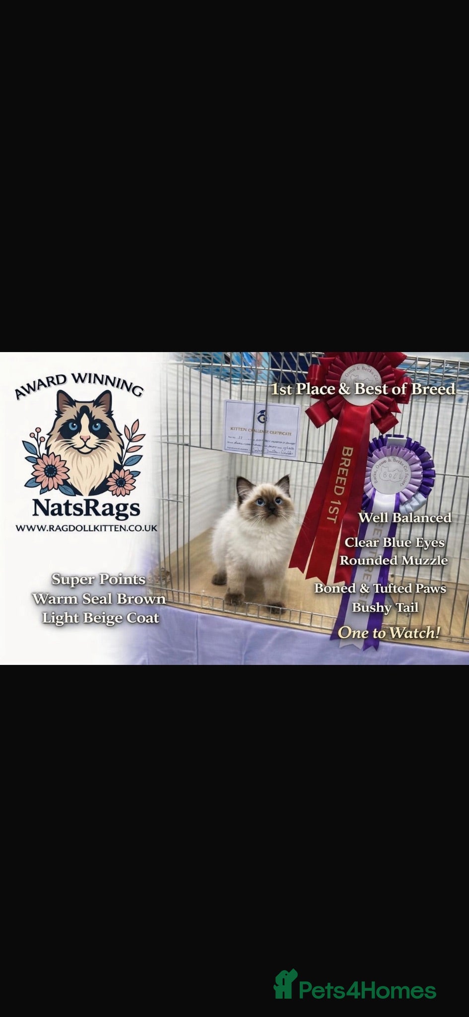 Ragdoll cats Gccf ragdoll female  - Advert 2