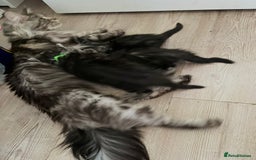 Maine Coon cats for sale: Gorgeous Black & Black Smoke kittens TICA parents - Image 11