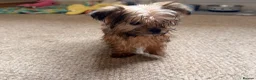 Yorkshire Terrier dogs for sale: Yorkshire terrier  - Advert 4