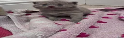 British Shorthair cats for sale: British Short Hair Kittens - Advert 3