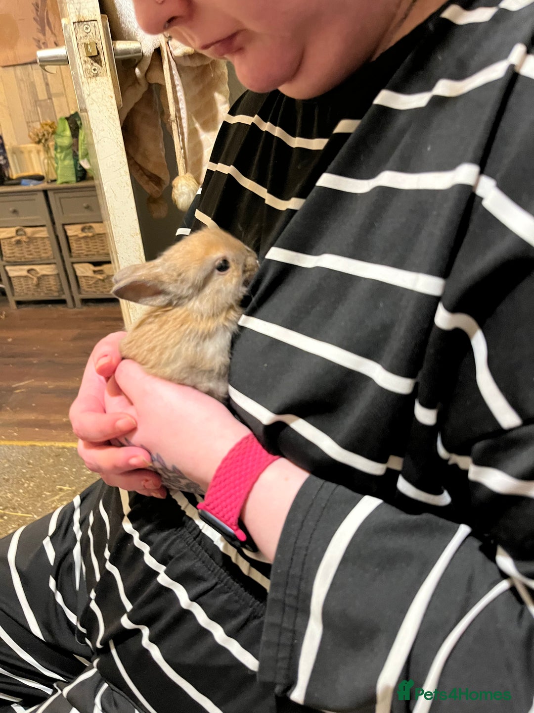 Netherland Dwarf rabbits for sale: Netherland Dwarf / Minilop  - Advert 4