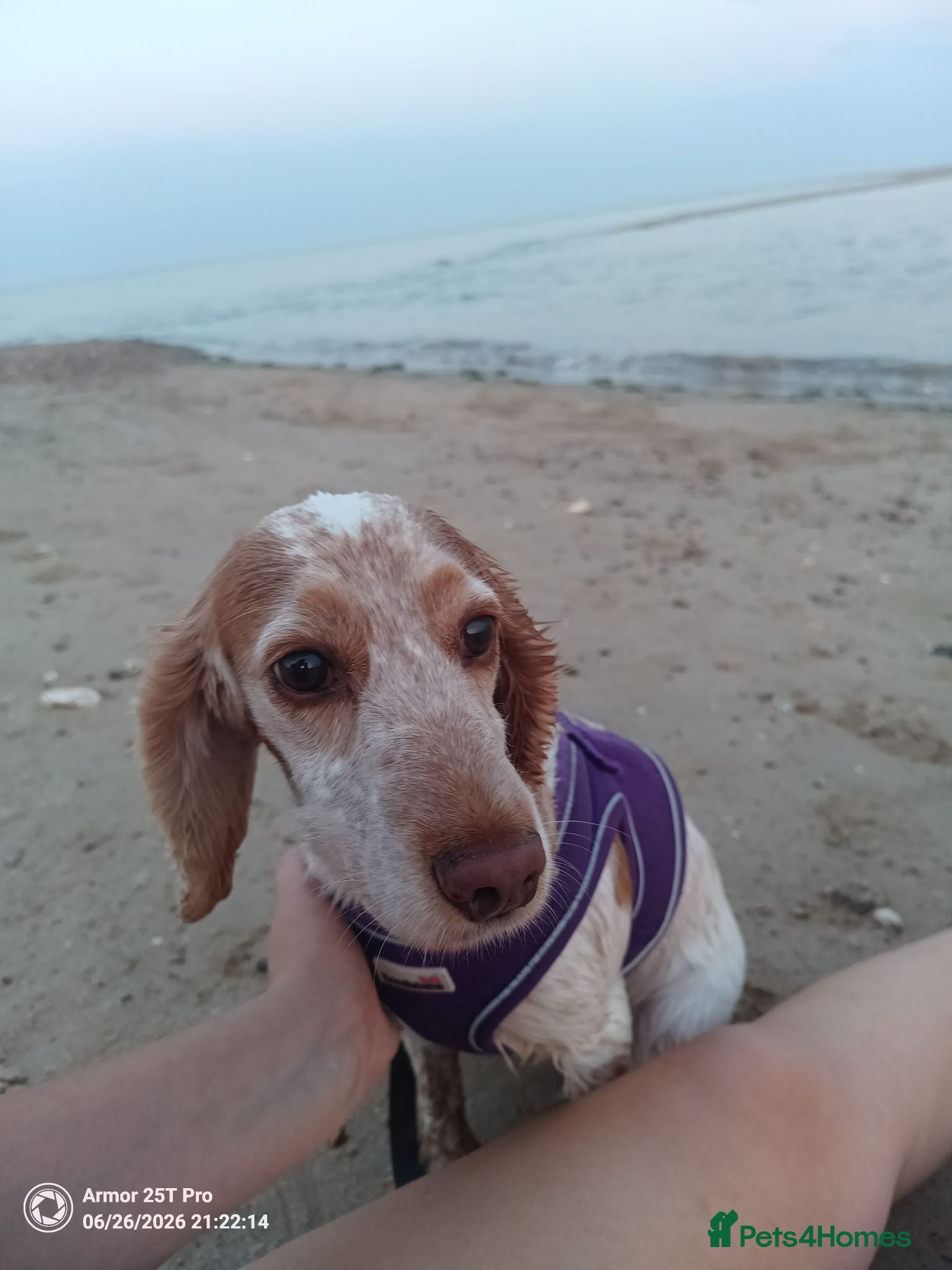 Cocker Spaniel dogs Adult Cocker spaniel female  - Advert 1