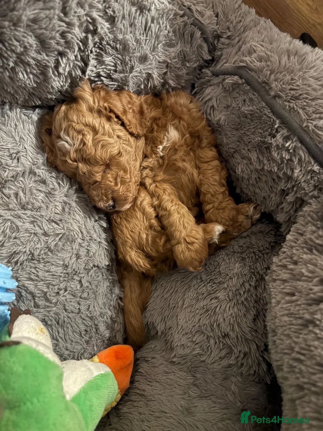 Cockapoo dogs for sale: Cockapoo puppy for sale - Advert 2