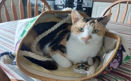 British Shorthair cats for sale: Lovely Petite Calico Cat (2yrs old) needs new home - Image 1