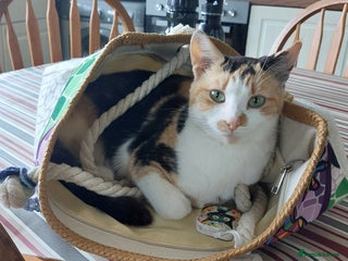 British Shorthair cats - Advert 30