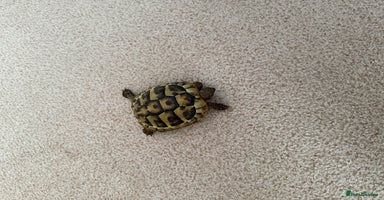 Tortoise reptiles - Advert 7