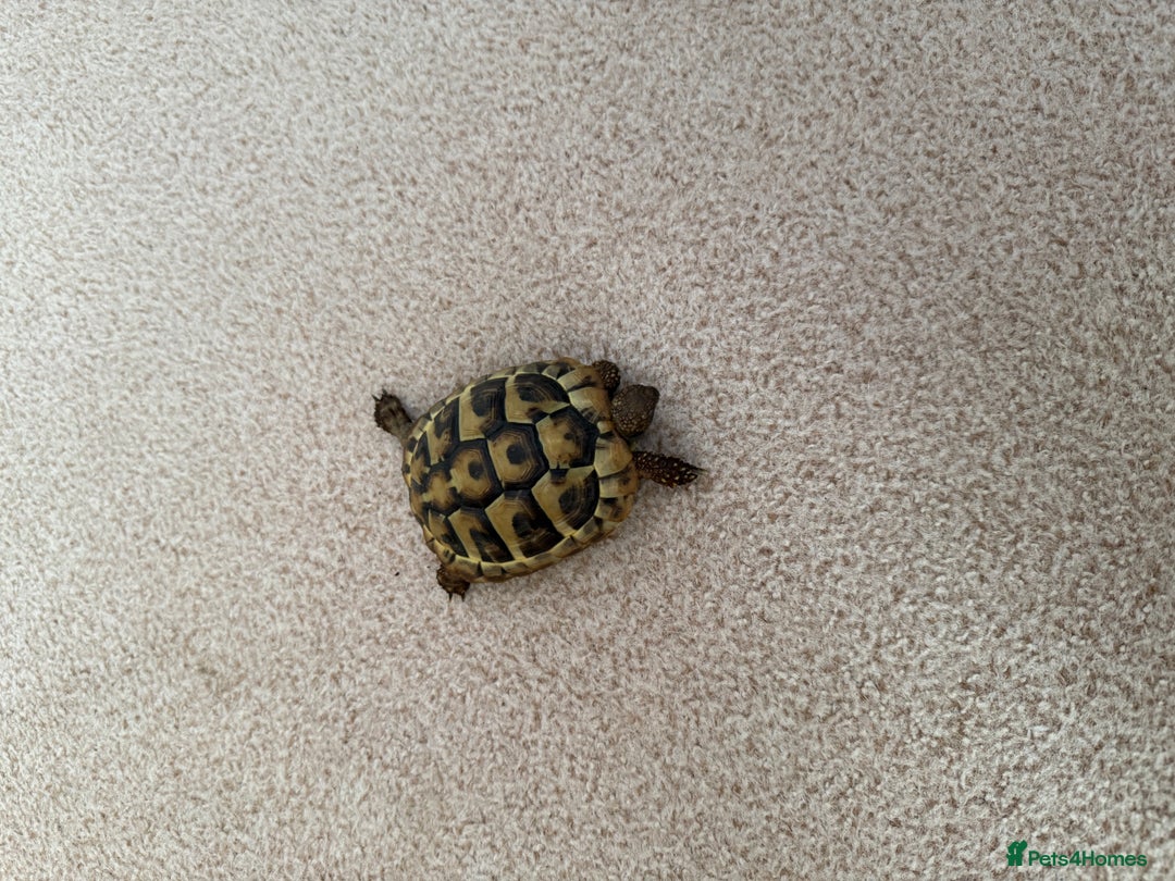 Tortoise reptiles for sale: Tortoise Bruno  - Image 2