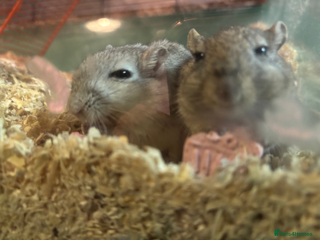 Gerbil rodents for sale: 2 male Gerbils - Image 5