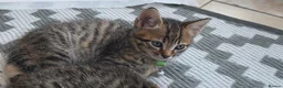Mixed Breed cats for sale: Stunning mixed Bengal breed in Ilford - Advert 14
