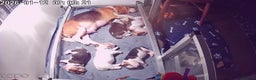 Beagle dogs for sale: Kennel Club Reg Beagle pups tri male, t/w bitch  - Advert 6