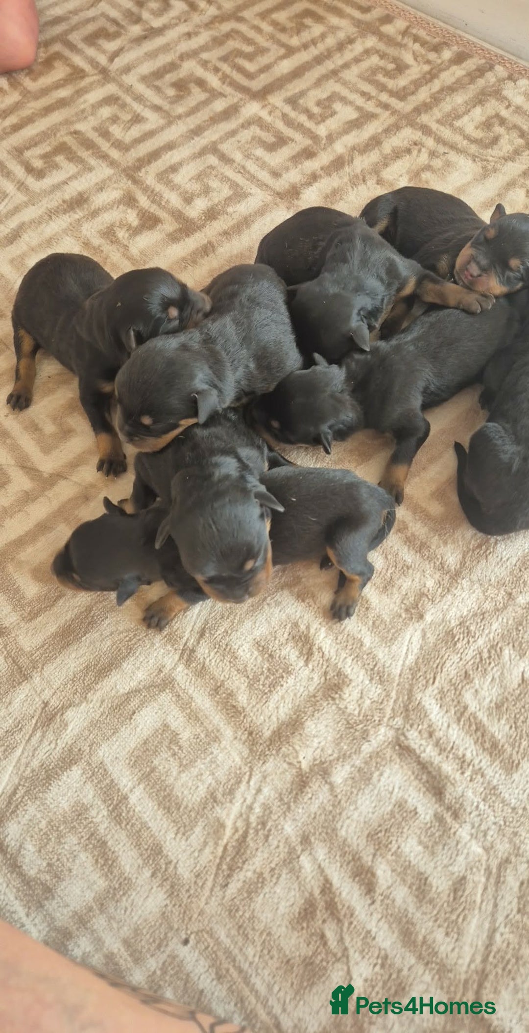 Rottweiler dogs for sale: Chunky Rottweiler puppies! - Advert 11