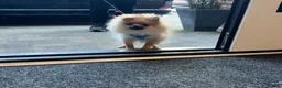 Pomeranian dogs for sale: Male Pomeranian puppy - Advert 6
