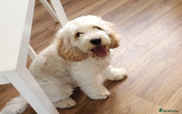 Cockapoo dogs for sale: Rehoming of a cockapoo due to family health issue - Image 4