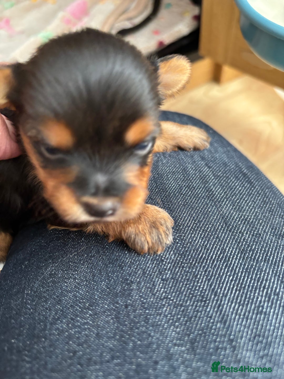 Yorkshire Terrier dogs for sale: Yorkshire terriers - Image 8