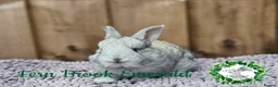 Continental Giant rabbits for sale: Purebred Continental Giants - Advert 3