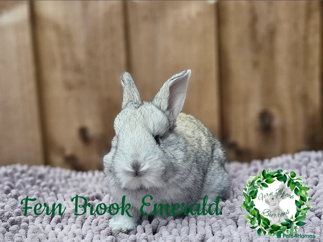 Continental Giant rabbits for sale: Purebred Continental Giants - Advert 3