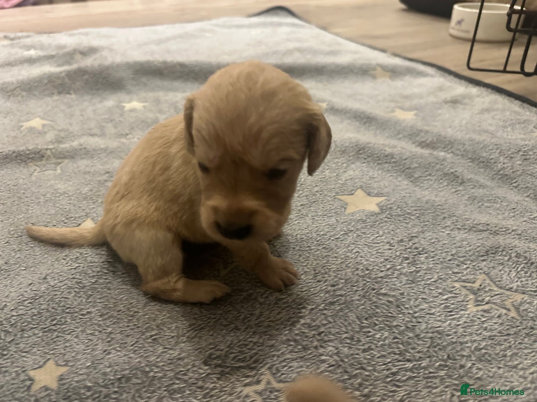 Mixed Breed dogs for sale: Golden Cocker Retriever Puppies  - Advert 17
