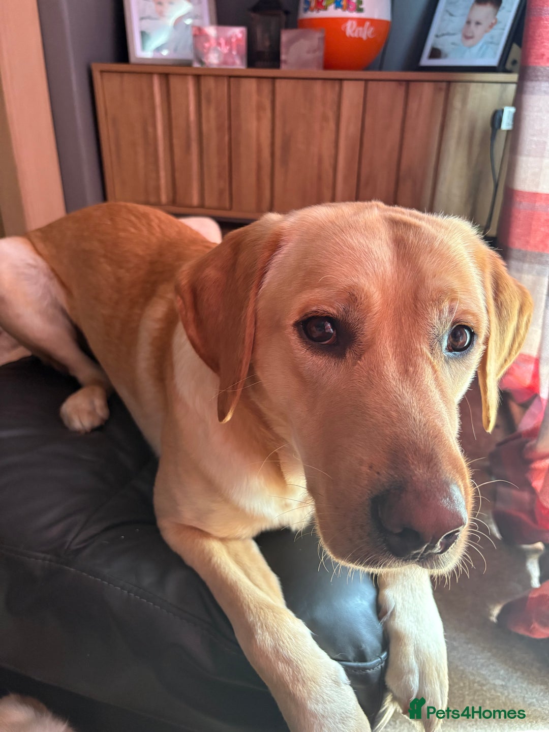 Goldador dogs for sale: Goldador Mix Puppies for sale - Advert 8