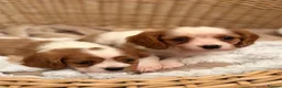Cavalier King Charles Spaniel dogs for sale: DNA Clear KC Registered Cavalier Kcs Pups - Advert 12
