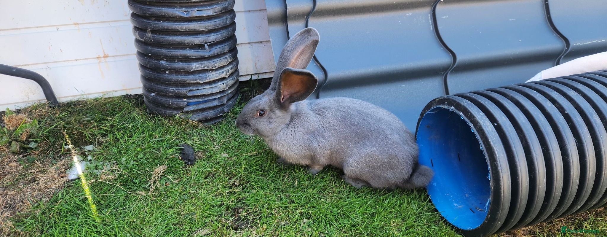 Continental Giant rabbits Continental gaints  - Advert 11
