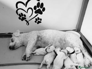 Bichon Frise dogs - Advert 1