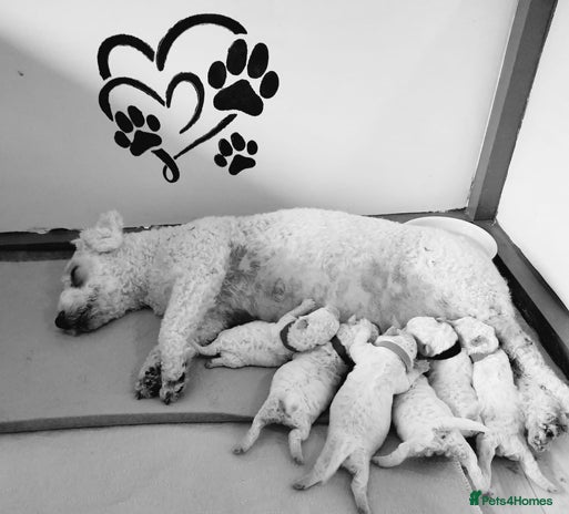 Bichon Frise dogs - Advert 1