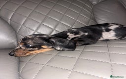 Dachshund dogs for sale: dachunds  - Image 15