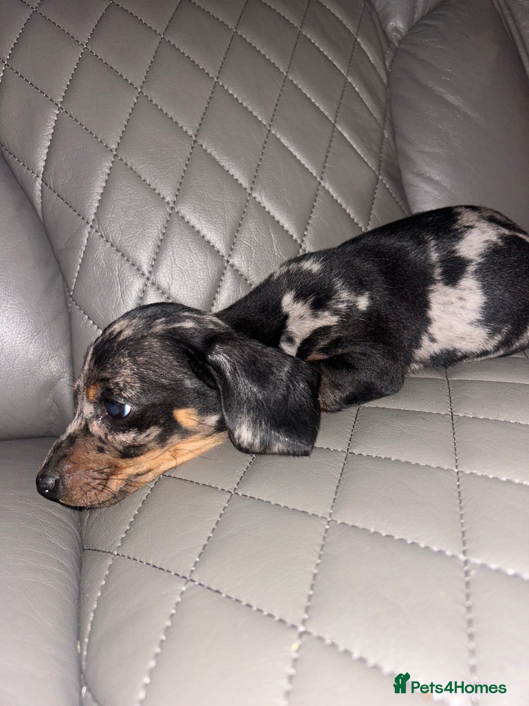 Dachshund dogs for sale: dachunds  - Image 15