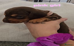 Miniature Dachshund dogs for sale: 4 week old Miniature Dachshunds - Image 31
