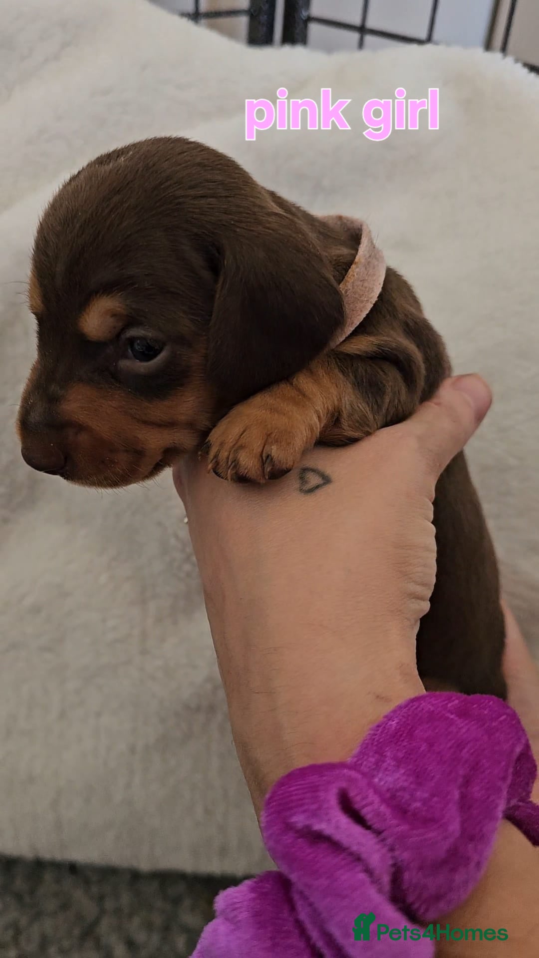 Miniature Dachshund dogs for sale: 4 week old Miniature Dachshunds - Image 31