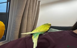 Budgerigars birds for sale: Male 1 Year Old Yellow/Green Budgerigar  - Advert 5