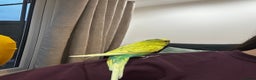Budgerigars birds for sale: Male 1 Year Old Yellow/Green Budgerigar  - Advert 5