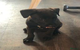 Mixed Breed dogs for sale: Puppies  - Image 3