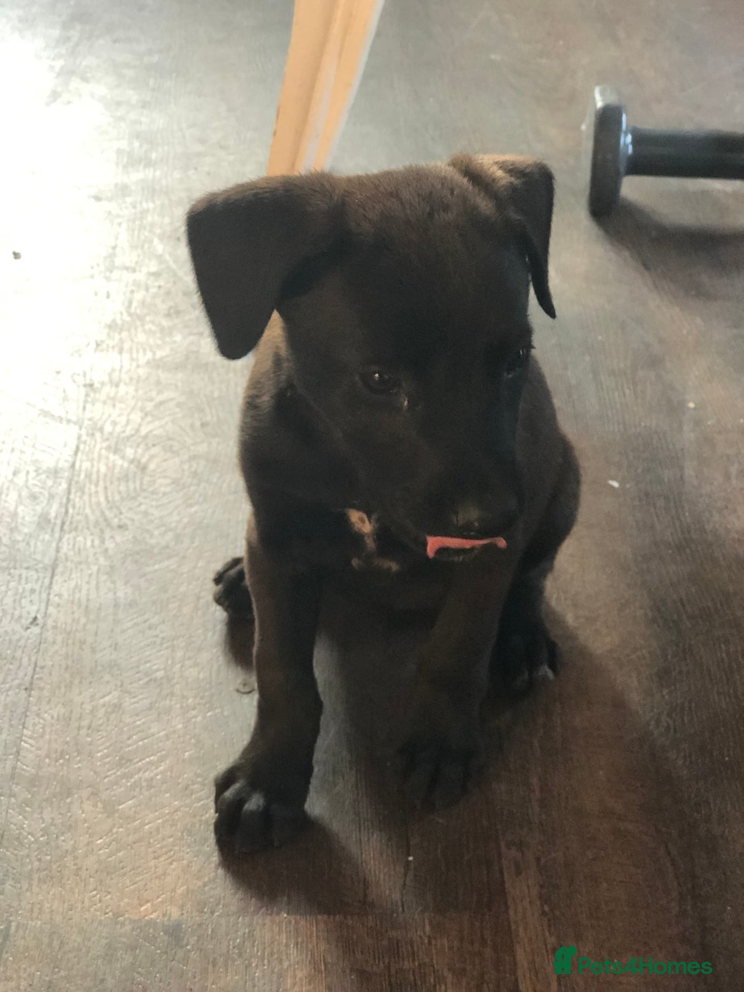 Mixed Breed dogs for sale: Puppies  - Image 3