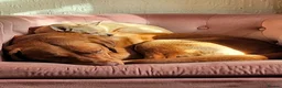 Labrador Retriever dogs for sale: Odie the Fox Red Labrador  - Advert 9