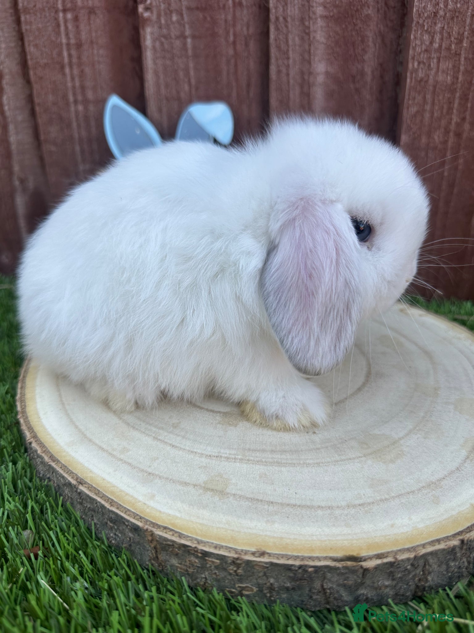 Mini Lop rabbits Beautiful purebred mini lops ready to reserve 😍 - Advert 1