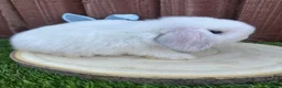 Mini Lop rabbits for sale: Beautiful purebred mini lops ready to reserve 😍 - Advert 1